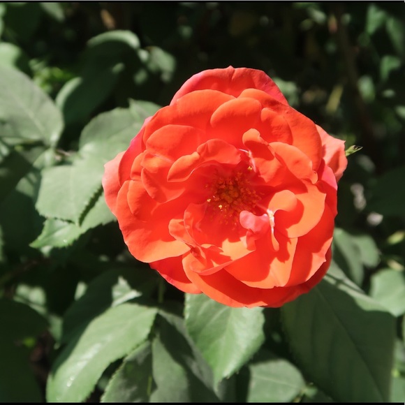 Meet your Posher, Amy - Picture 1 of 1